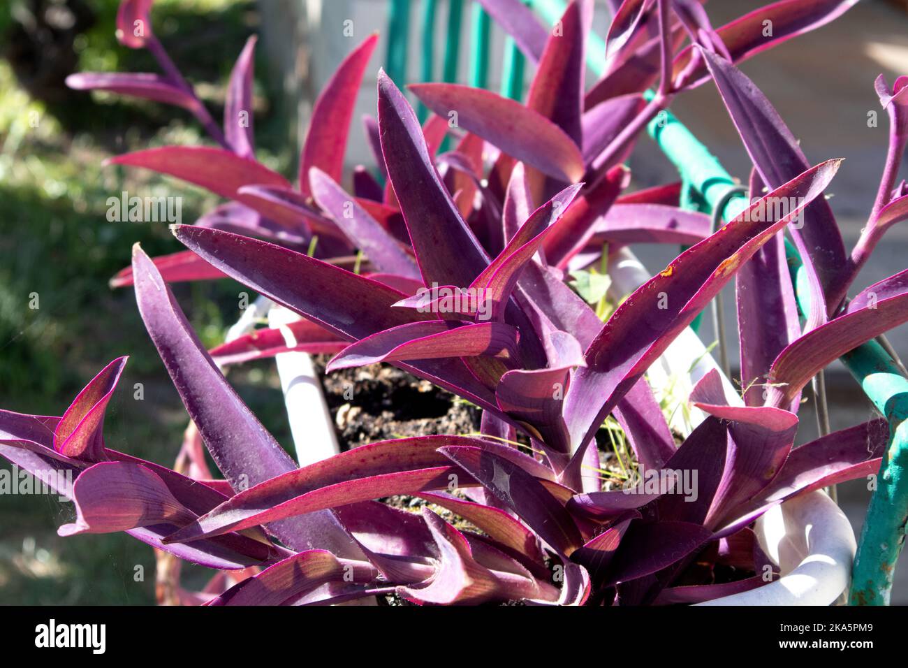 Bright beautiful setcreasea purpurea in sunny garden close up Stock Photo