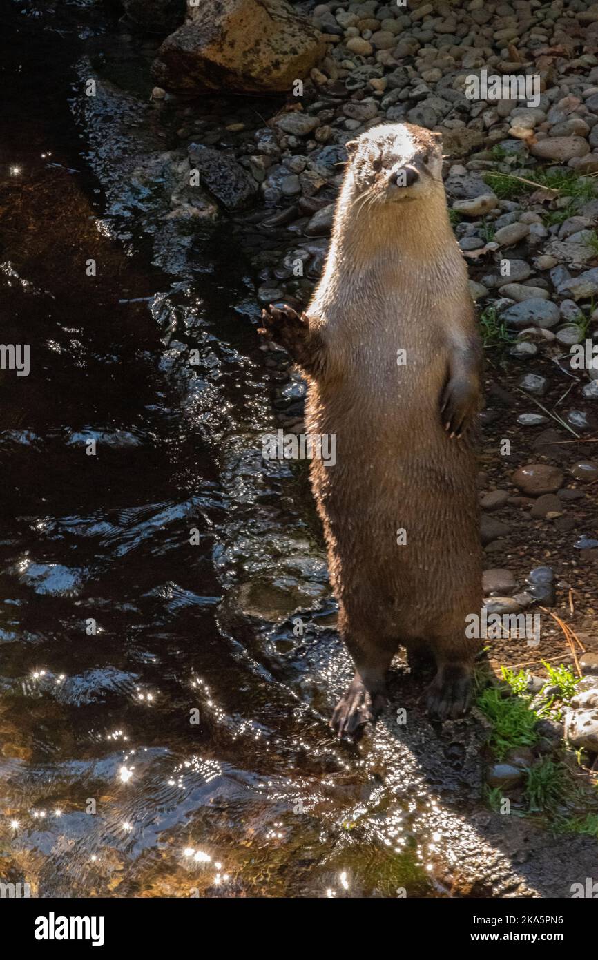 Cute river otters stand up to greet people in their enclosure. Stock Photo
