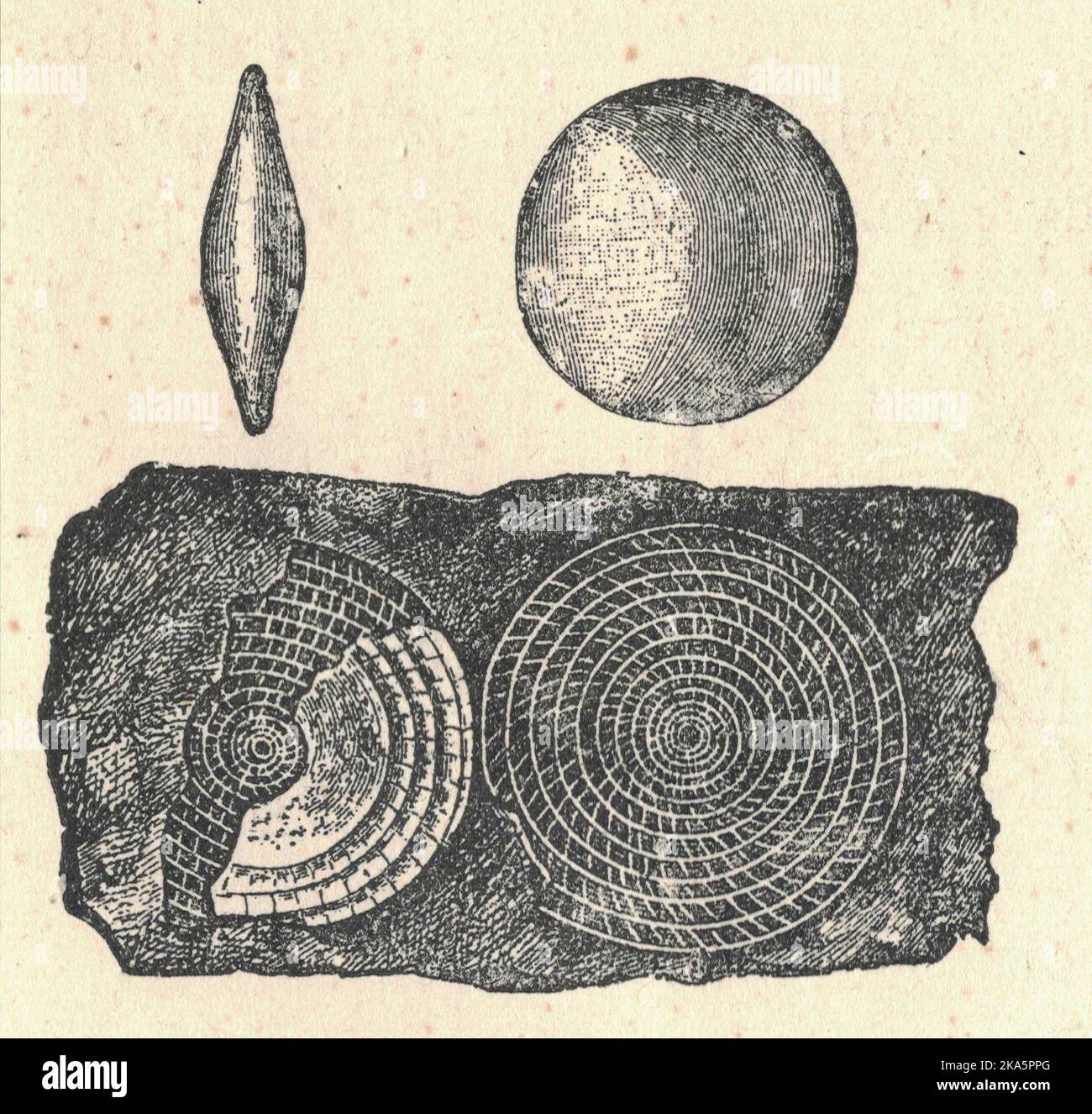 Antique engraved illustration of the fossilized foraminiferas. Vintage illustration of the fossilized foraminiferas. Old picture. Book illustration published 1907. Foraminifera are amoeba-like, single-celled protists (very simple micro-organisms). They have been called ‘armoured amoebae’ because they secrete a tiny shell (or ‘test’) usually between about a half and one millimetre long. They get their name from the foramen, an opening or tube that interconnects all the chambers of the test. Fossilised tests are found in sediments as old as the earliest Cambrian (about 545 million years ago) and Stock Photo