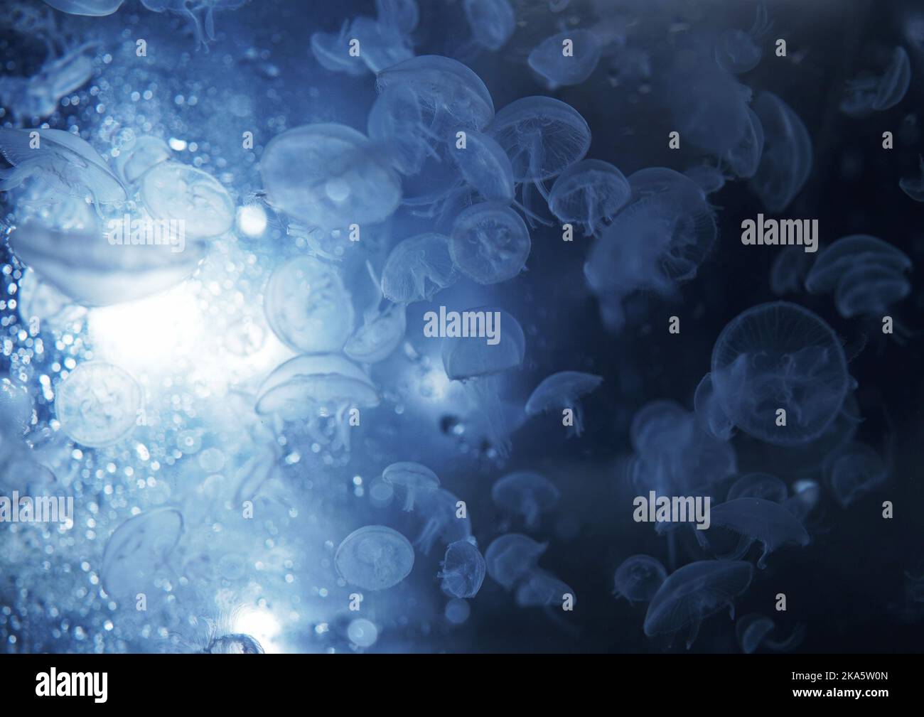 Las Burbujas Del Diálogo De Dibujos Animados PNG ,dibujos Burbujas, Frame,  La Línea De Viento PNG y PSD para Descargar Gratis | Pngtree, image size:1300x1009