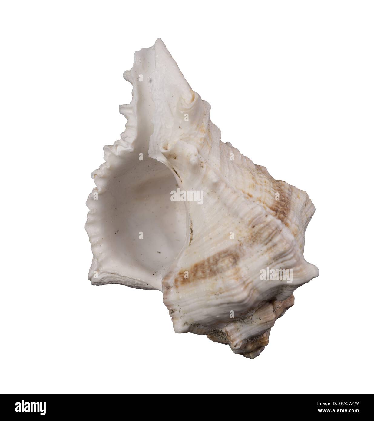 a shell on a transparent background Stock Photo