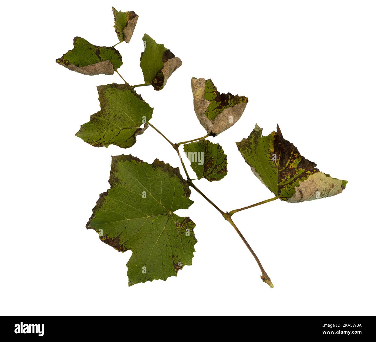 A branch with grape leaves in autumn in a transparent background Stock Photo
