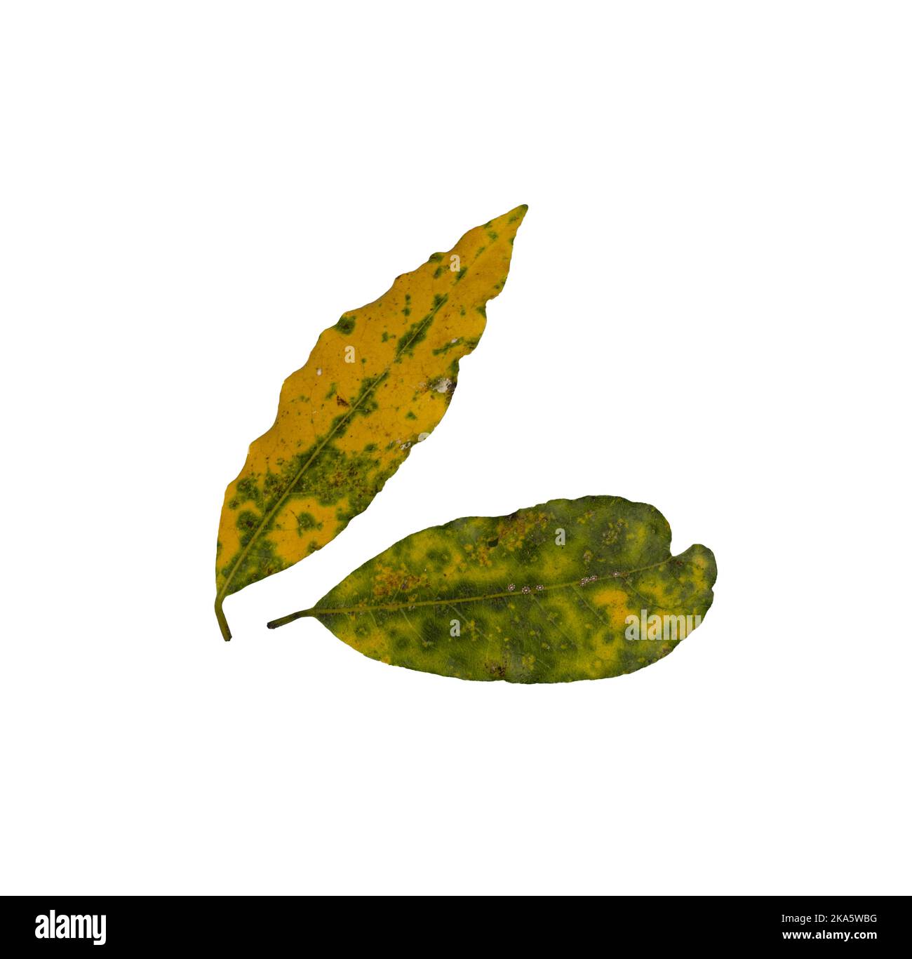 bay leaves in autumn in a transparent background Stock Photo Alamy