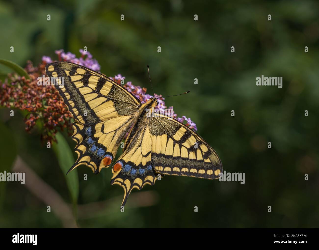 Closeup view of colorful yellow and black papilio machaon aka Old World swallowtail feeding on buddleja davidii isolated on green natural background Stock Photo