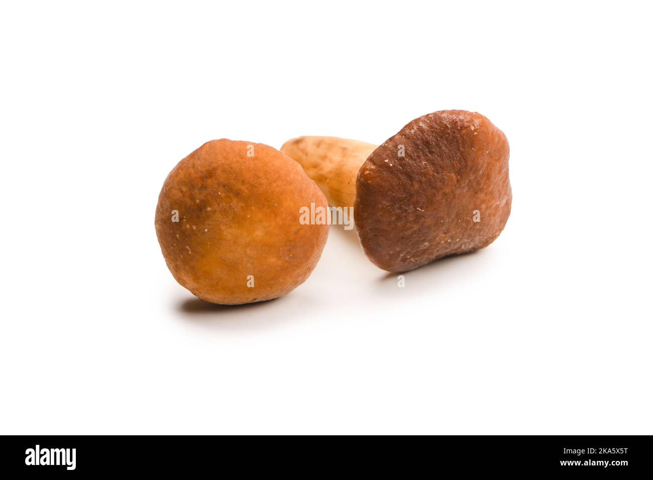 Raw honey mushroom isolated on a white background. Top view. Stock Photo