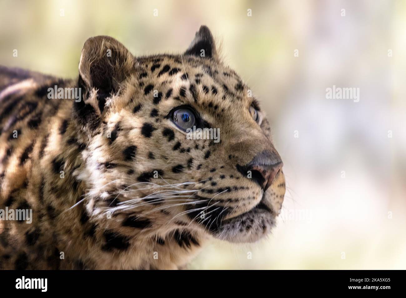 Adult Amur Leopard., Panthera pardus, in sunlight. A species of leopard ...