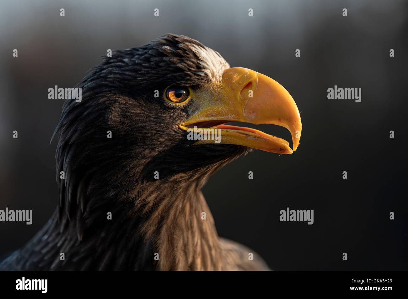 Steller's sea eagle - haliaeetus pelagicus - sitting as a model  Stock Photo