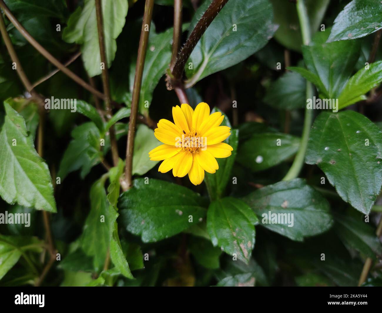 Golden yellow Wedelia flower in the midlle of green leaves, isolated picture Stock Photo