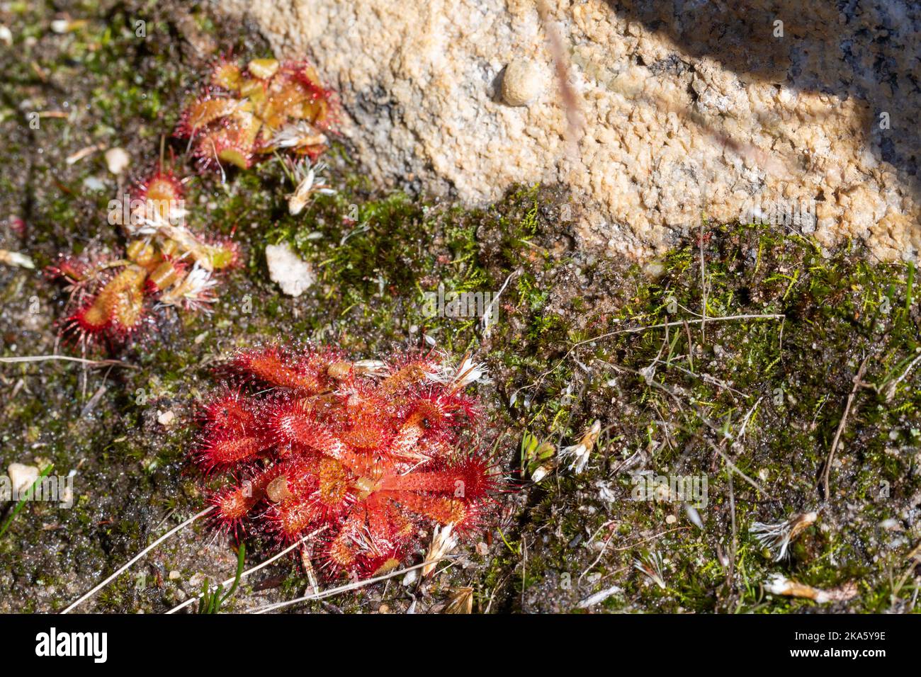 Drosera sp. seen in natural habitat in the Cederberg Mountains north of ...