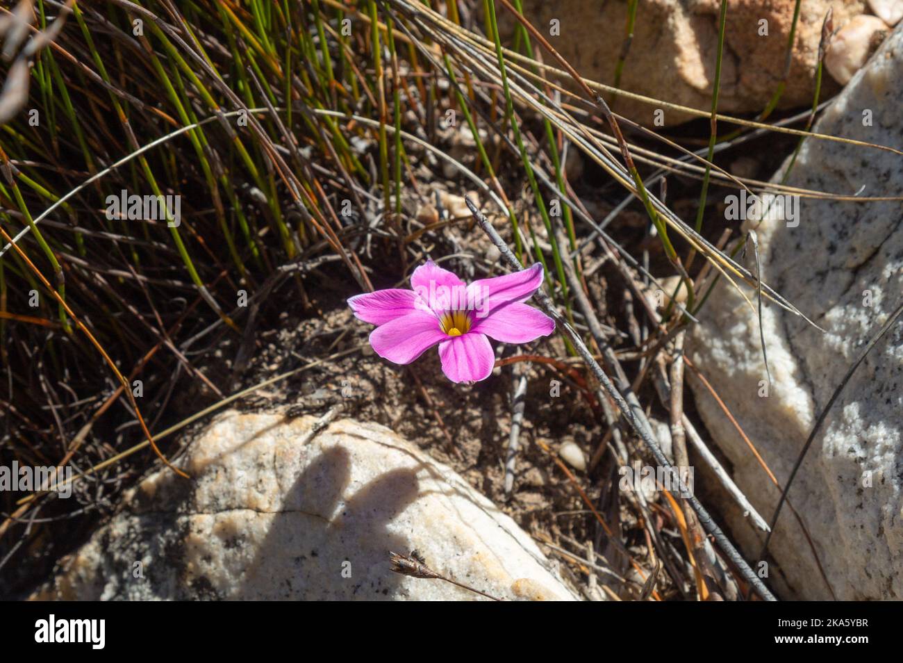 Flower of a pink Romulea sp. taken in the Cederberg Mountains, Western Cape of South Africa Stock Photo