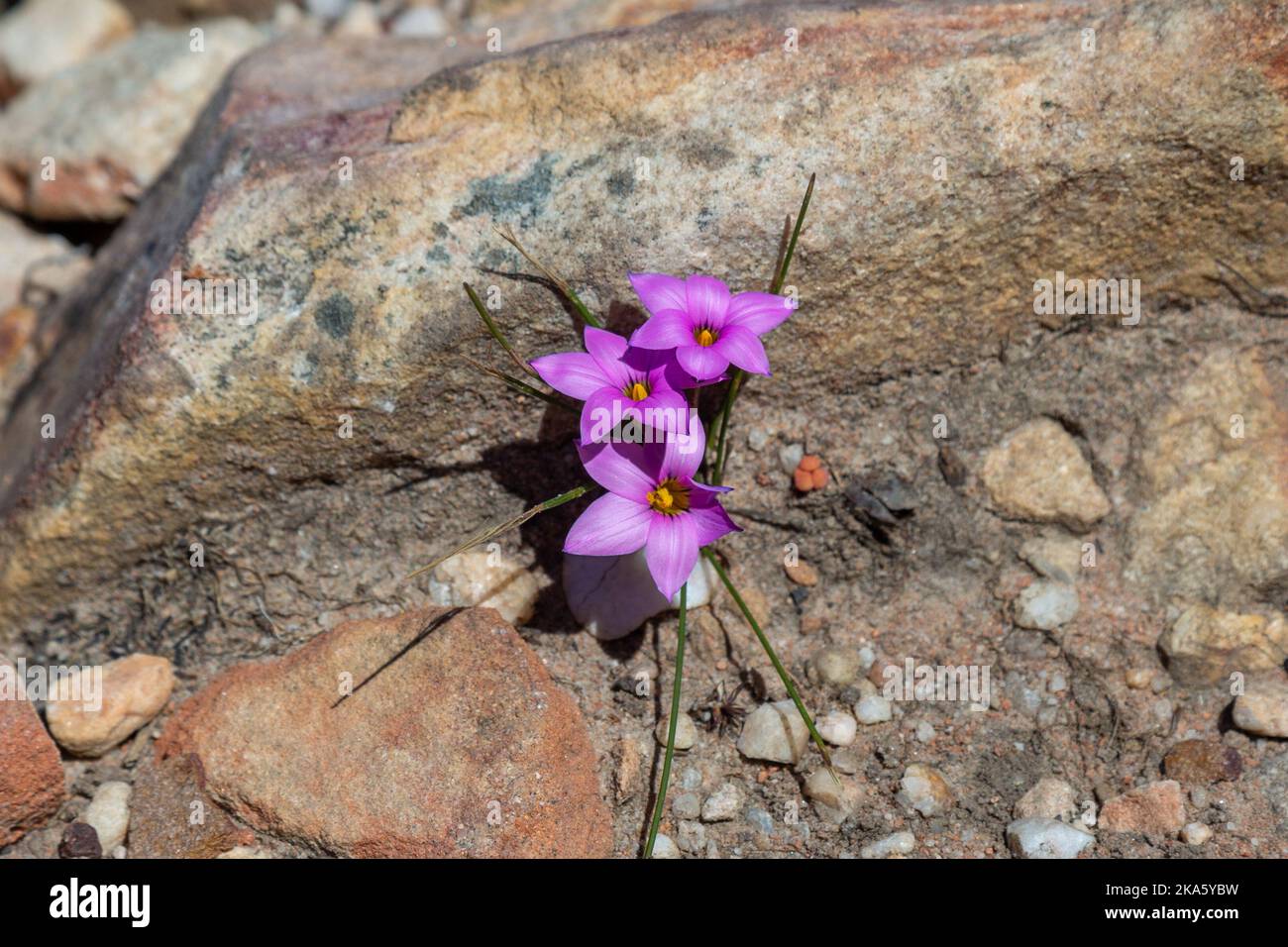 pink flowers of a Romulea sp. in the Cederberg Mountains Stock Photo