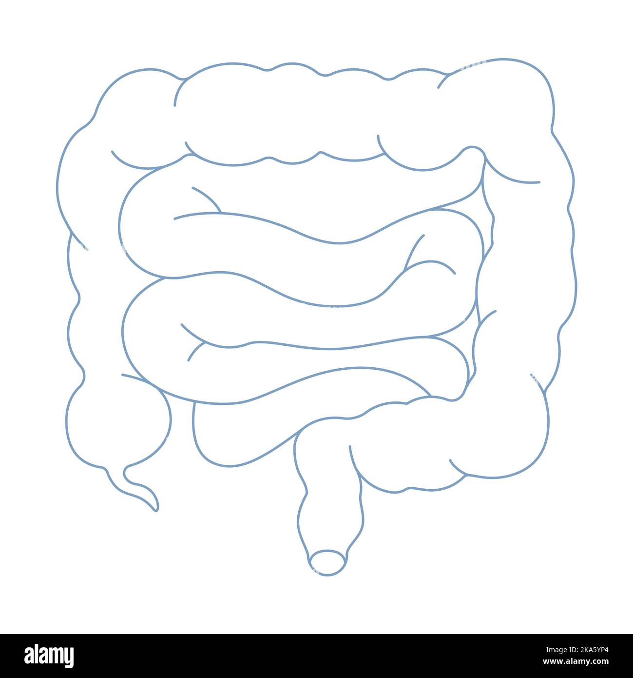 Small Intestine Diagram easy  How to draw Small Intestine Diagram step by  step  Science Diagrams  YouTube