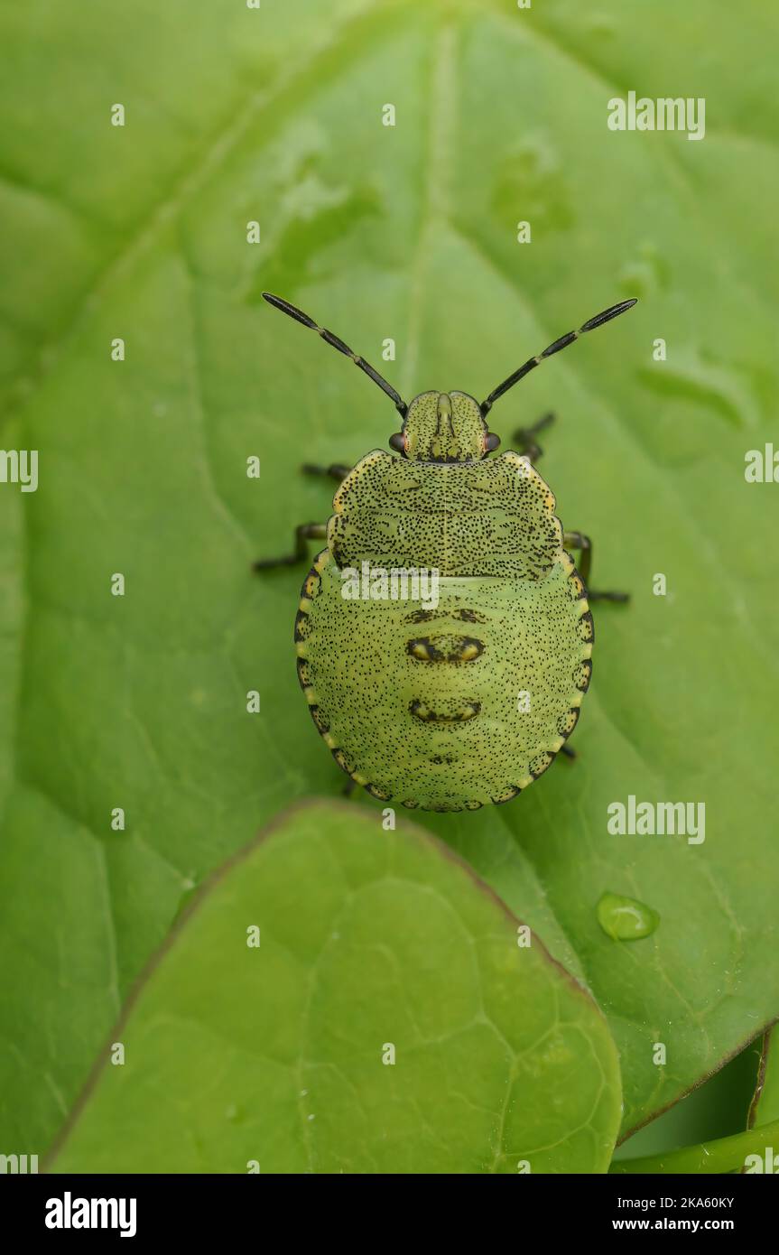 Detailed closeup on the green shieldbug, Palomena prasina sitting on a green leaf Stock Photo