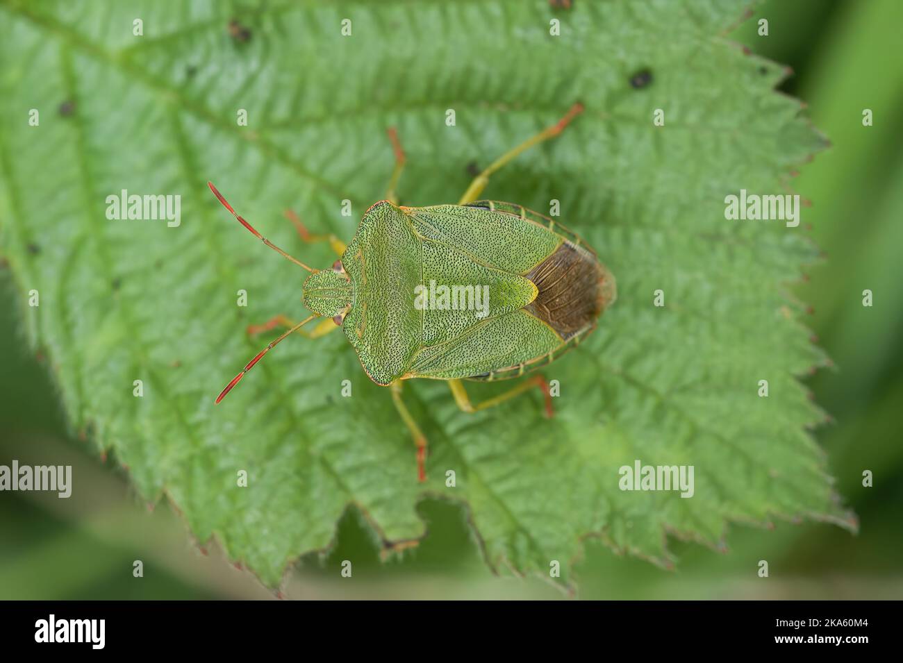 Detailed closeup on the green shieldbug, Palomena prasina sitting on a green leaf Stock Photo