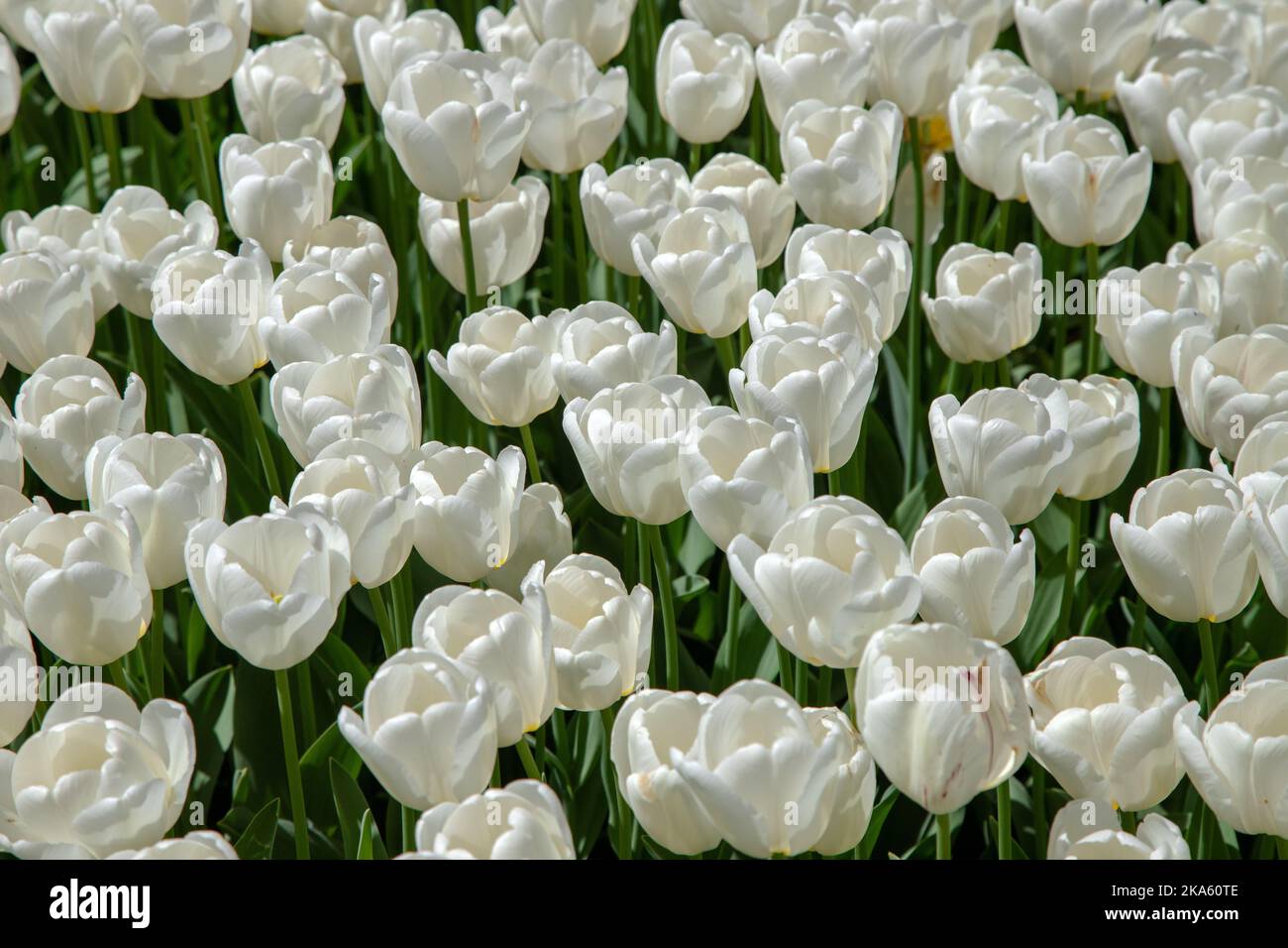 Beautiful many white tulips,top view Stock Photo Alamy