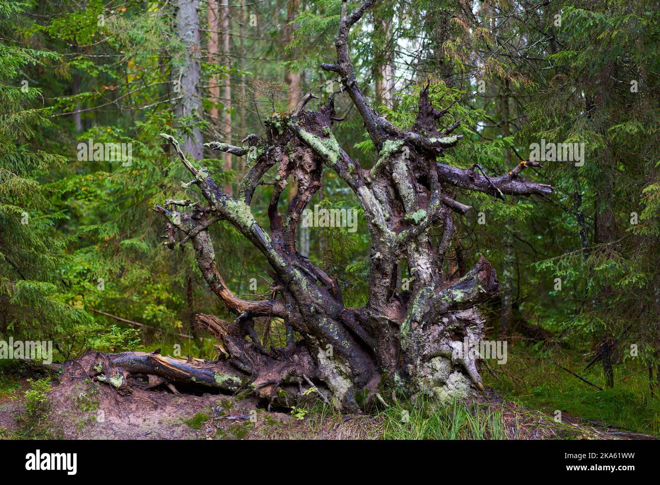 Uprooted huge pine tree in the forest in a foggy morning Stock Photo