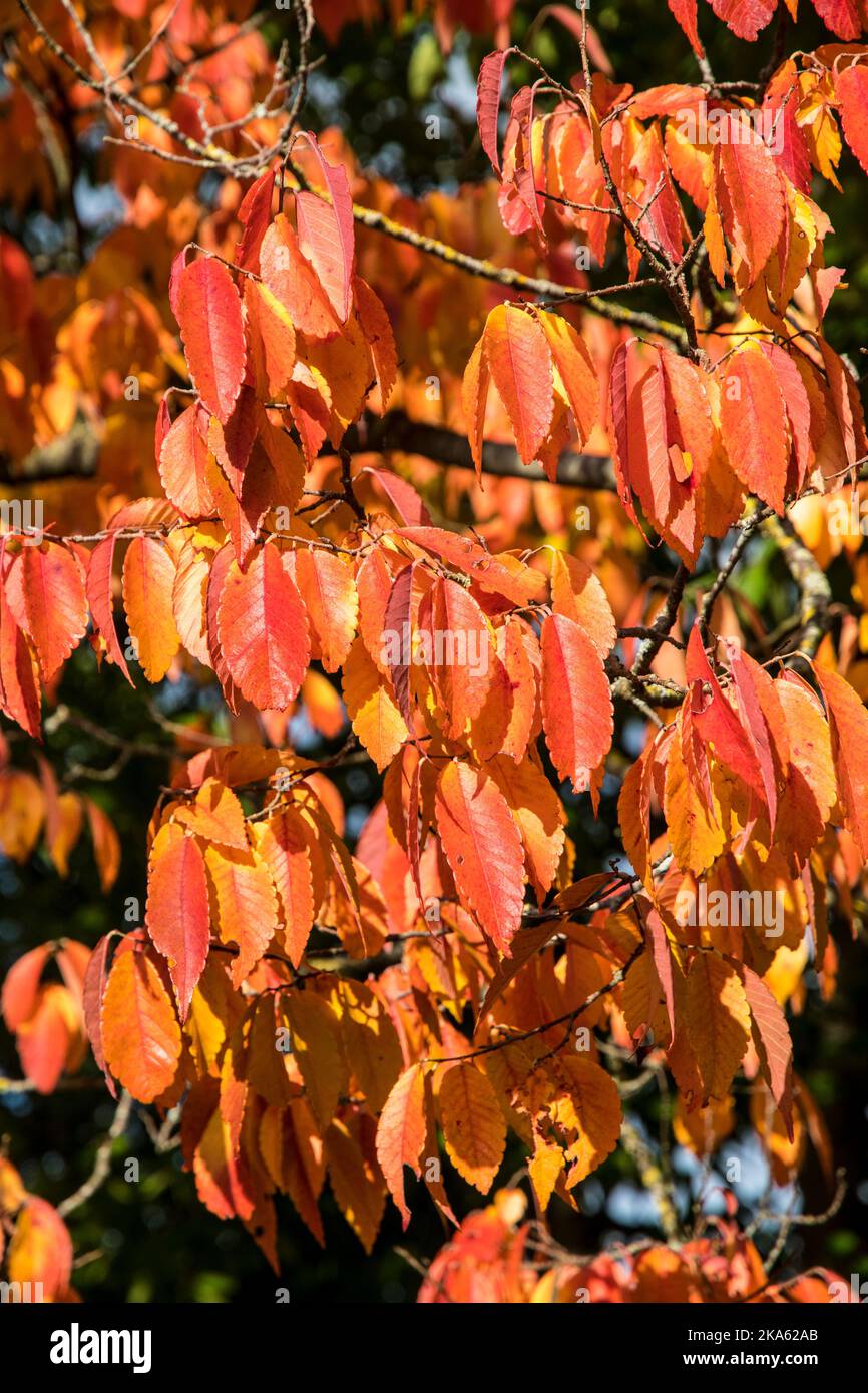 Autumn colors of the tree Zelkova schneideriana Stock Photo Alamy