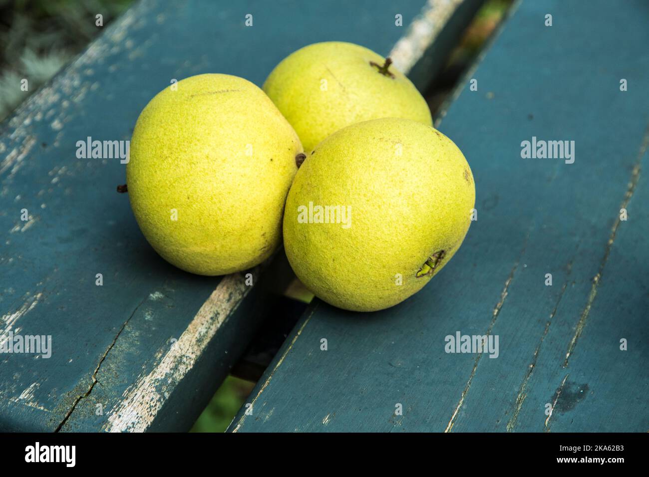 The nuts of Juglans nigra Stock Photo