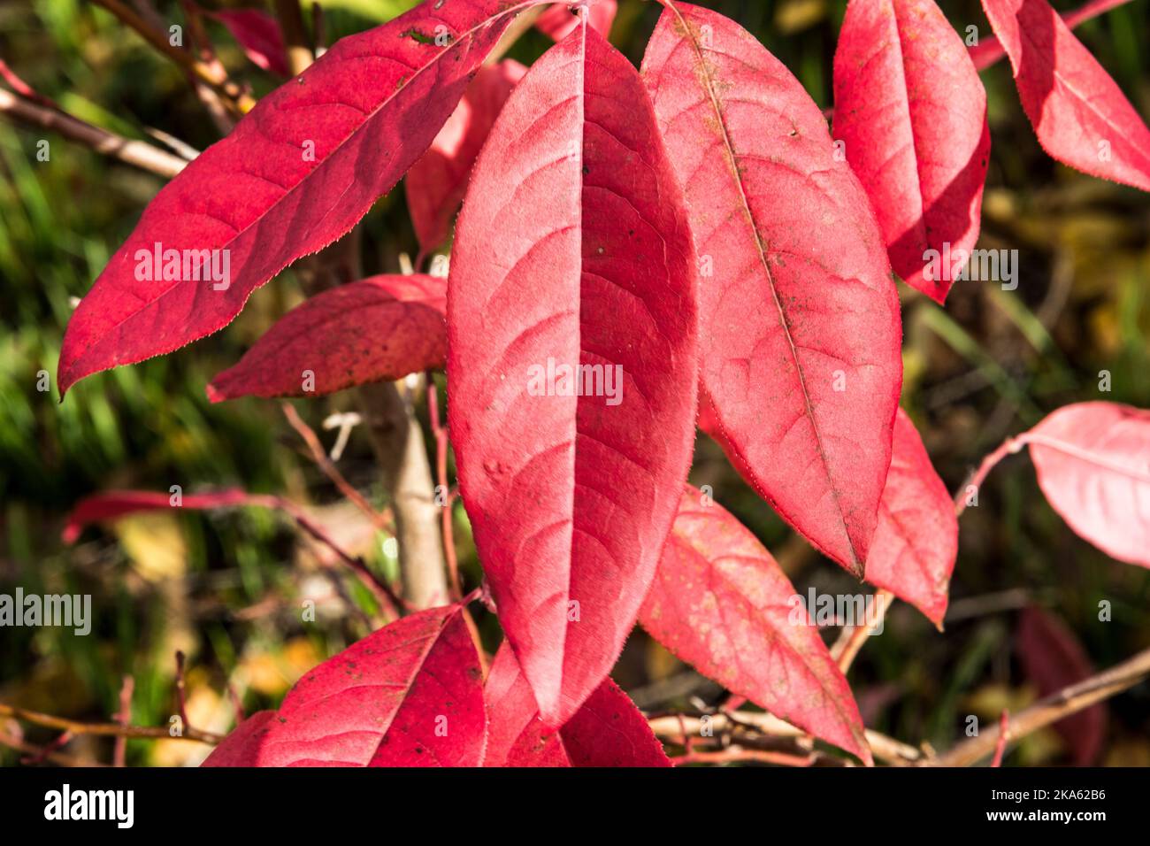 Sorrel tree hi-res stock photography and images - Alamy