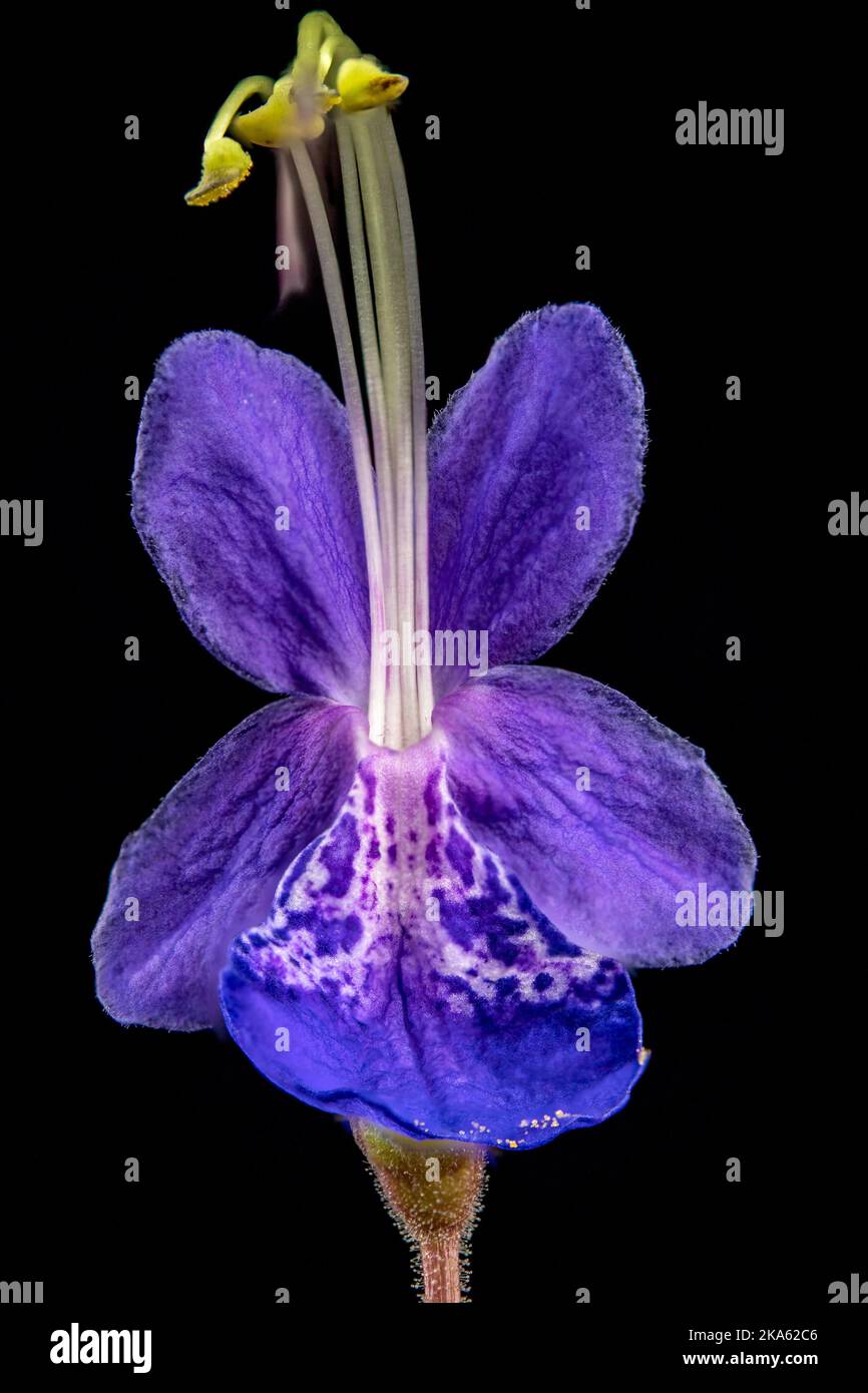 A single flower of Tripora divaricata (syn.Caryopteris divaricata) Stock Photo