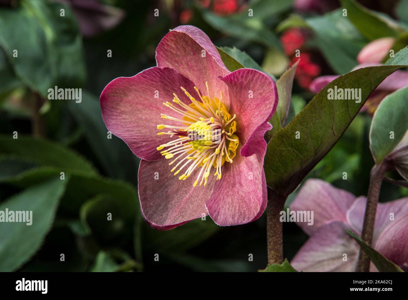 A new lenten rose called Helleborus HGC® Ice N' Roses® Early Red Stock Photo