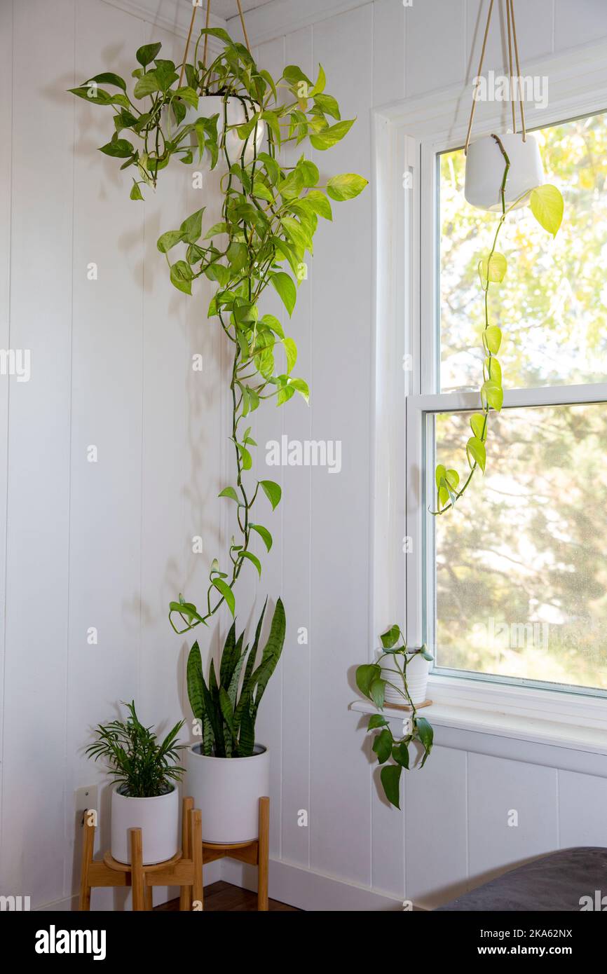 Pothos Plants in hanging ceramic white pot and snake plant against the