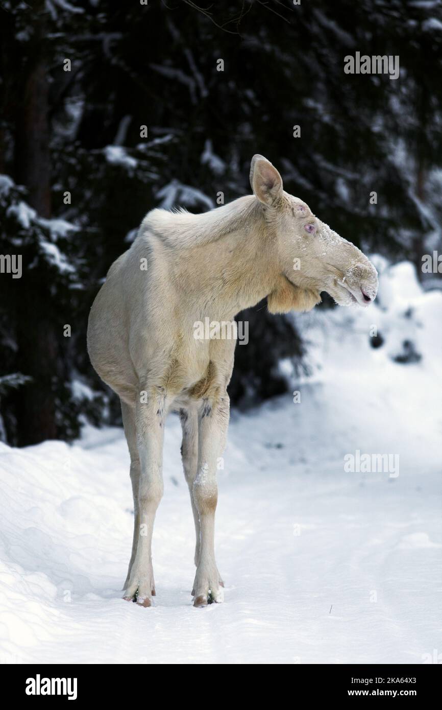 The albino moose called Albin, which was shot by an unfortunate hunter from Denmark. Here is a stock picture of Albin from 2003. Stock Photo