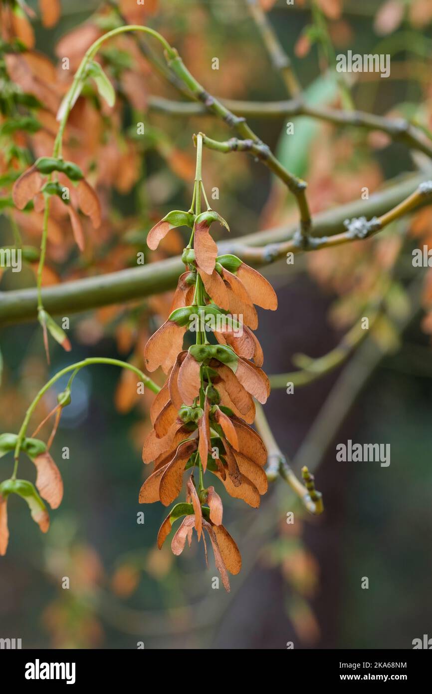 Acer davidii, Pere David's maple, snake-bark maple, Acer laxiflorum variety ningpoens Deciduous tree with pink-brown fruit Stock Photo