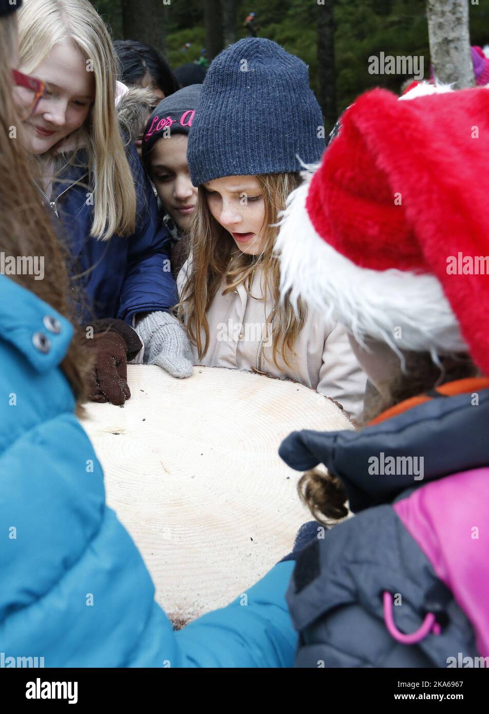 Oslo 20141119. Princess Ingrid Alexandra and her school class from Oslo International School participated in this year's felling of the Christmas tree to London. Mayor Fabian Stang and The Lord Mayor of Westminster , Councillor Audrey Lewis felled tree in Lillomarka next to Oslo. Photo: Lise Aaserud  Stock Photo