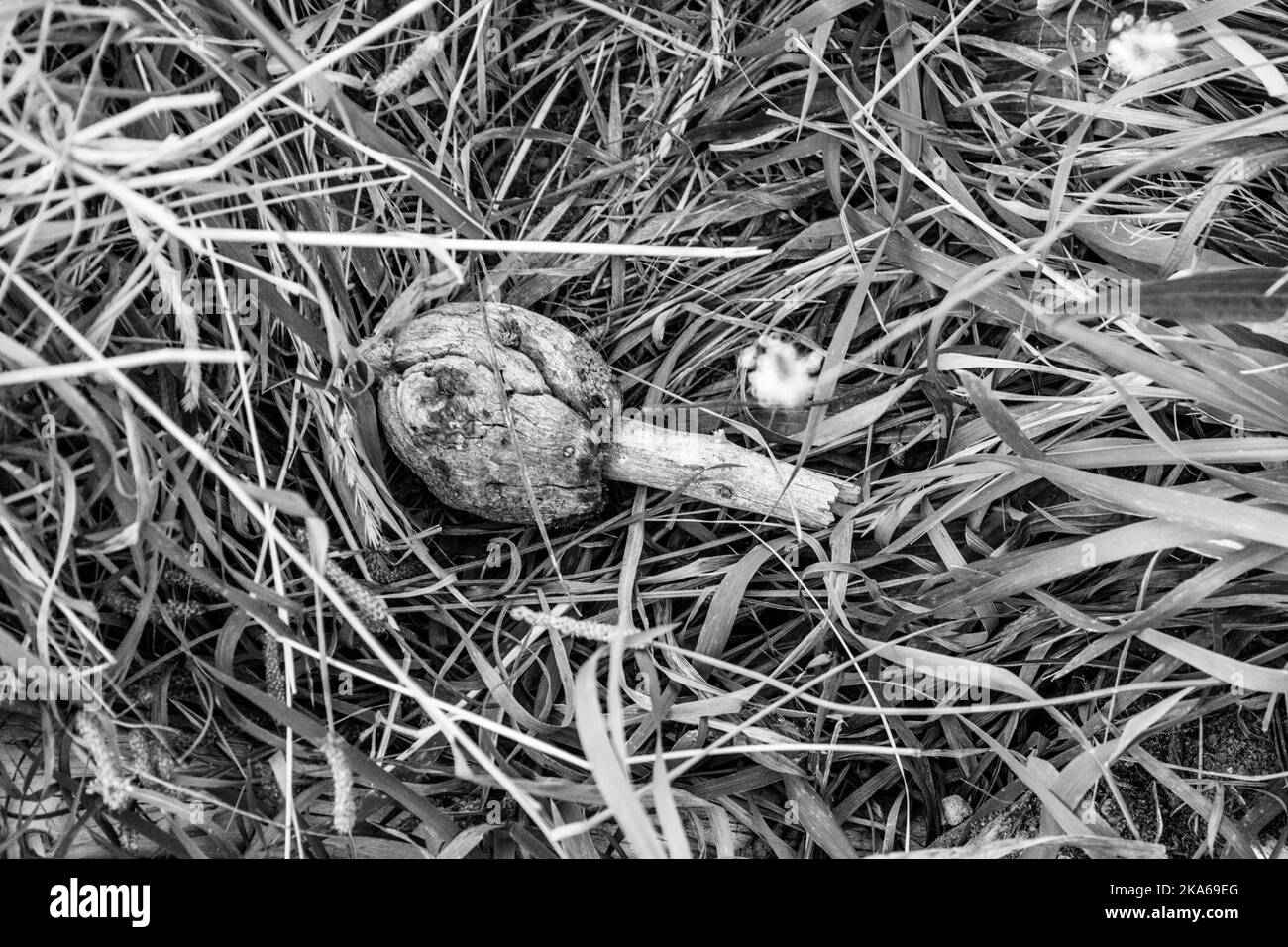 Peace of wood shaped like a mushroom lying on the grass in black and white. Stock Photo