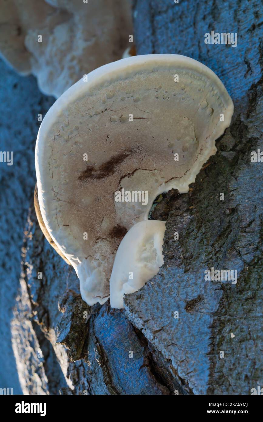 Bracket fungus, Polypores, fungi, morphological group, basidiomycetes, gilled mushrooms, hydnoid