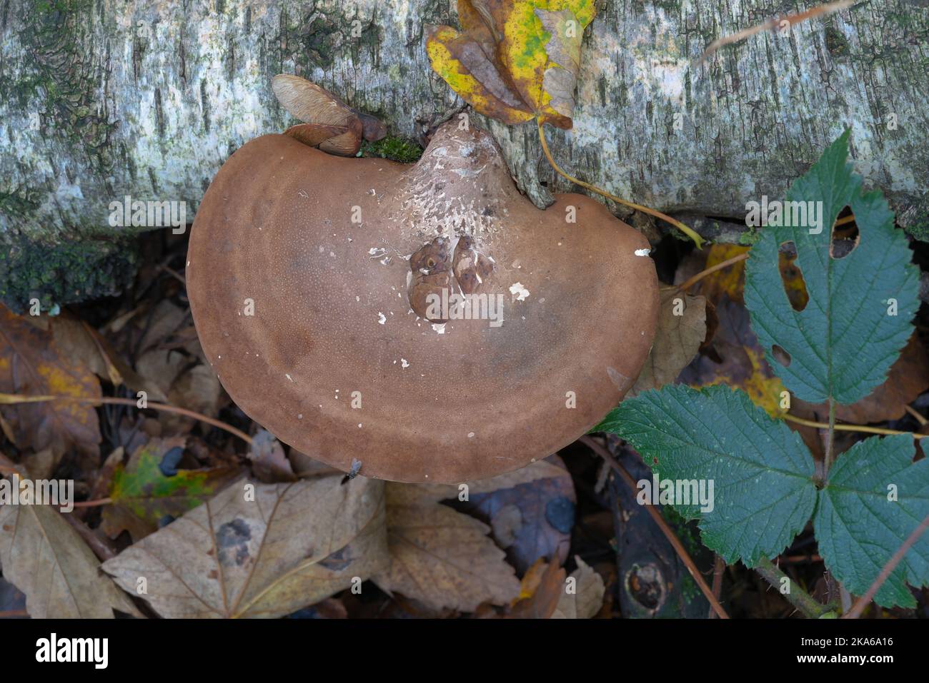 Bracket fungus, Polypores, fungi, morphological group, basidiomycetes