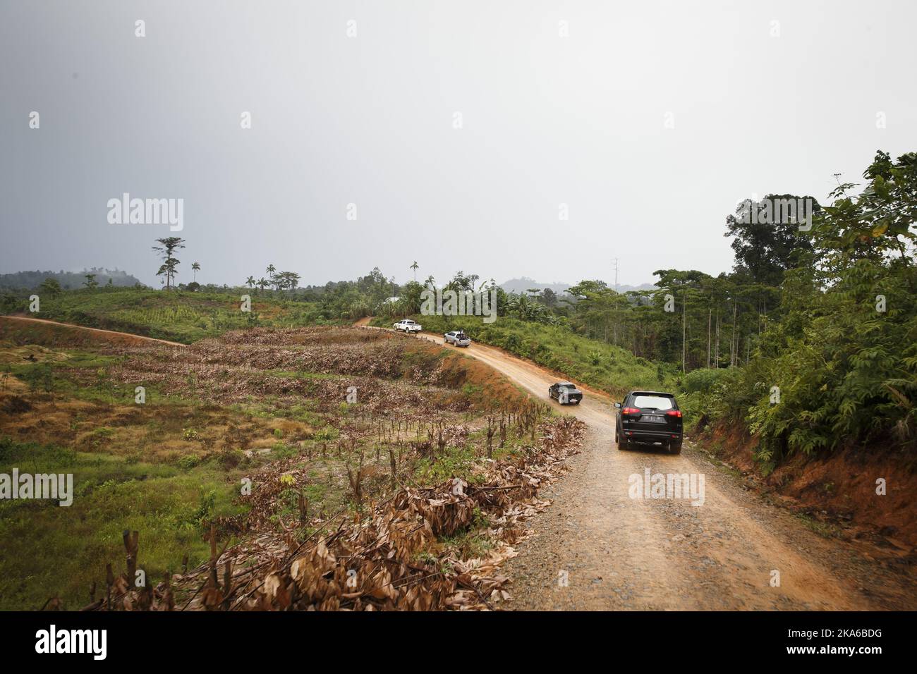 SUMATRA, INDONESIA 20150415. Much of the forest is destroyed, where the ...