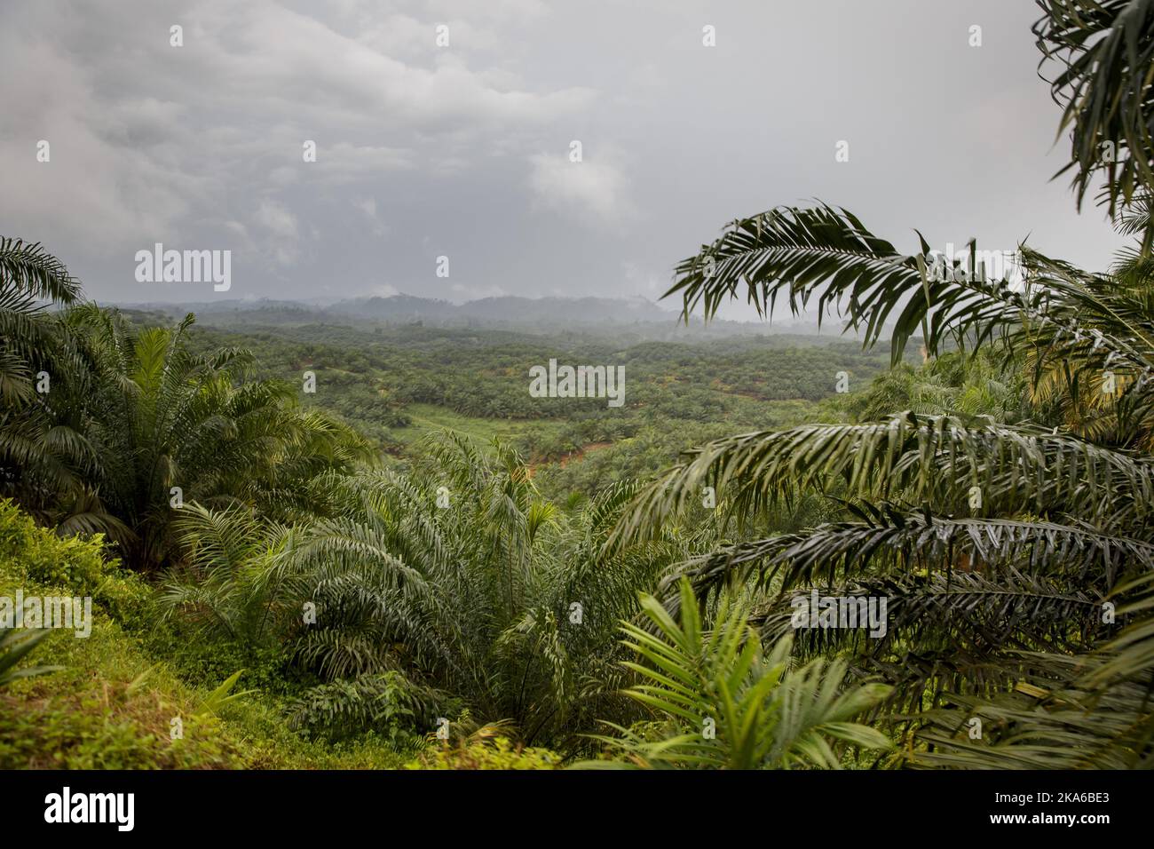 SUMATRA, INDONESIA 20150415. Much of the forest is destroyed, where the ...