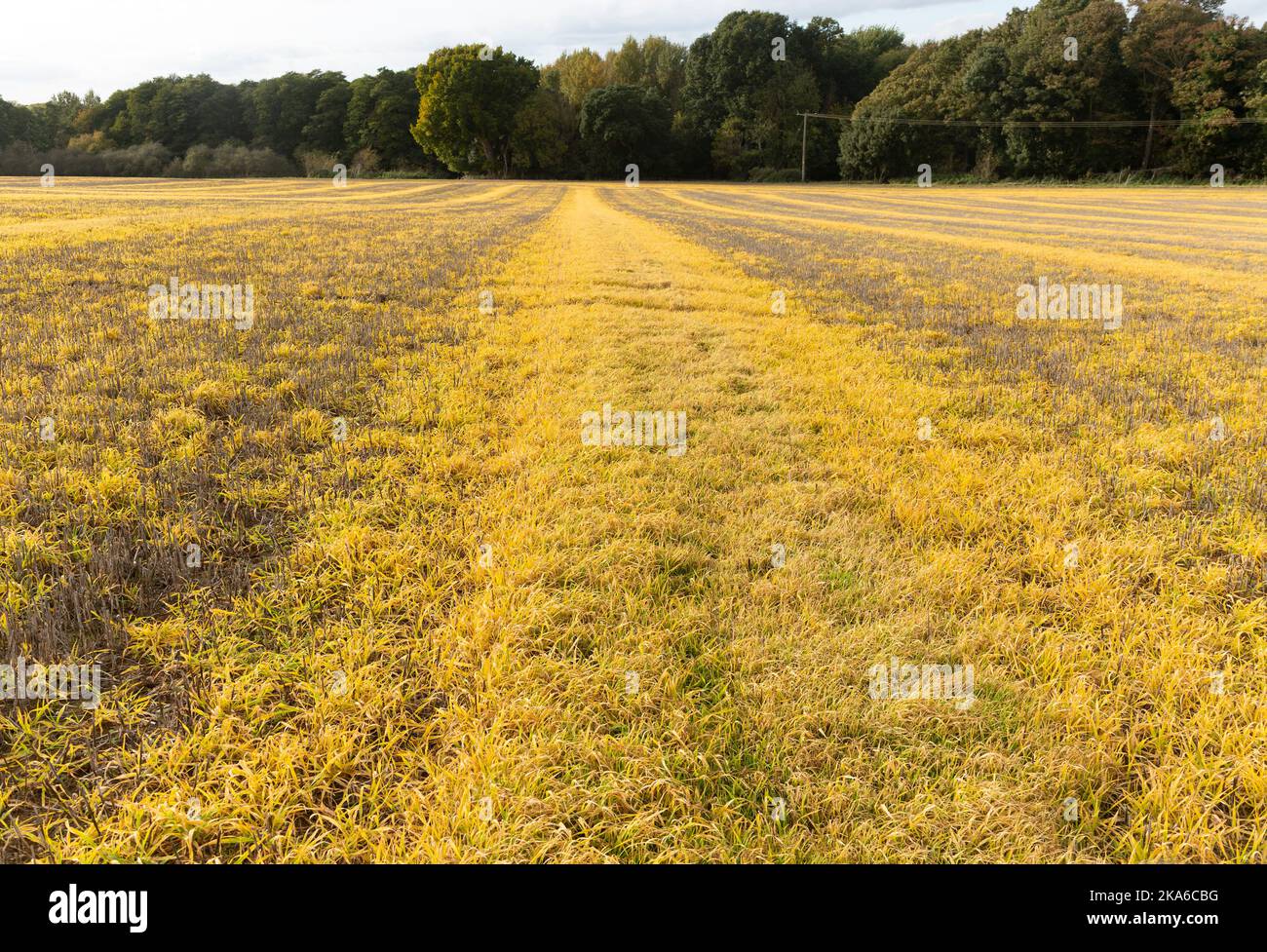 Lines of ridges and furrows yellow grass crossing field, Shottisham, Suffolk, England, UK Stock Photo