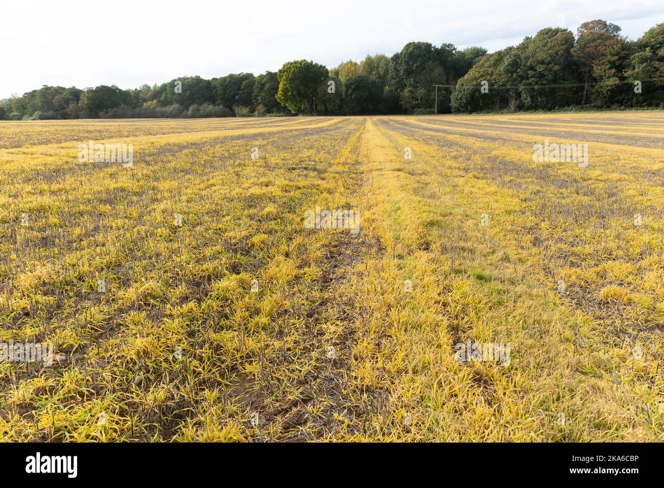 Lines of ridges and furrows yellow grass crossing field, Shottisham, Suffolk, England, UK Stock Photo