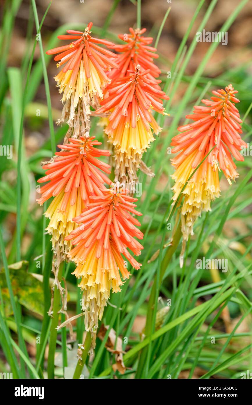 Kniphofia Papaya Popsicle (Popsicle Series), red-hot poker Papaya Popsicle, Herbaceous perennial  spikes of red and yellow tubular flowers. Stock Photo