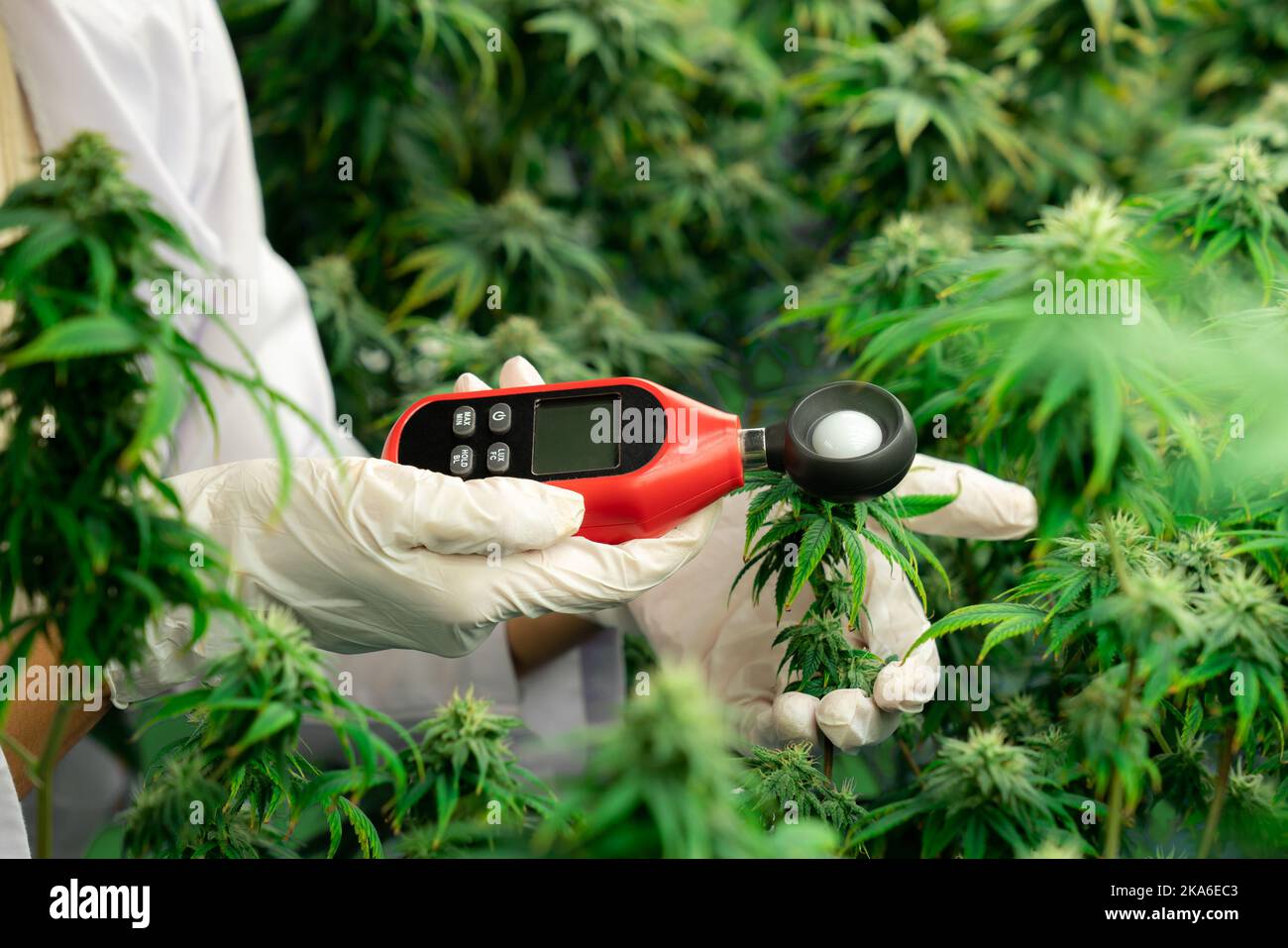 Light meter plants hires stock photography and images Alamy