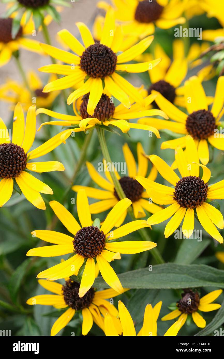 Rudbeckia fulgida sullivantii little goldstar hires stock photography
