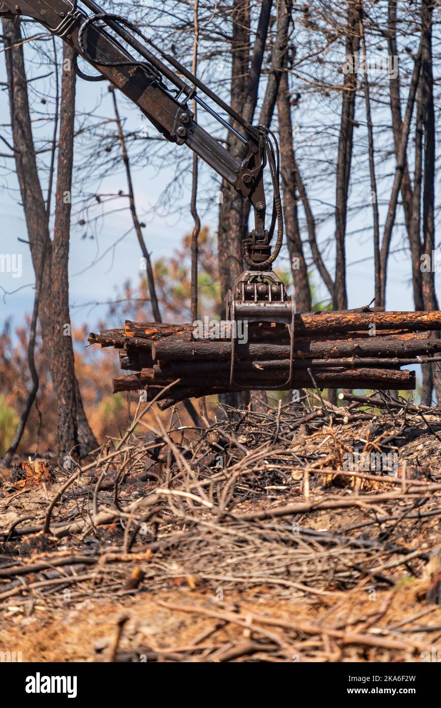 Burnt forest with machine loading trunks Stock Photo