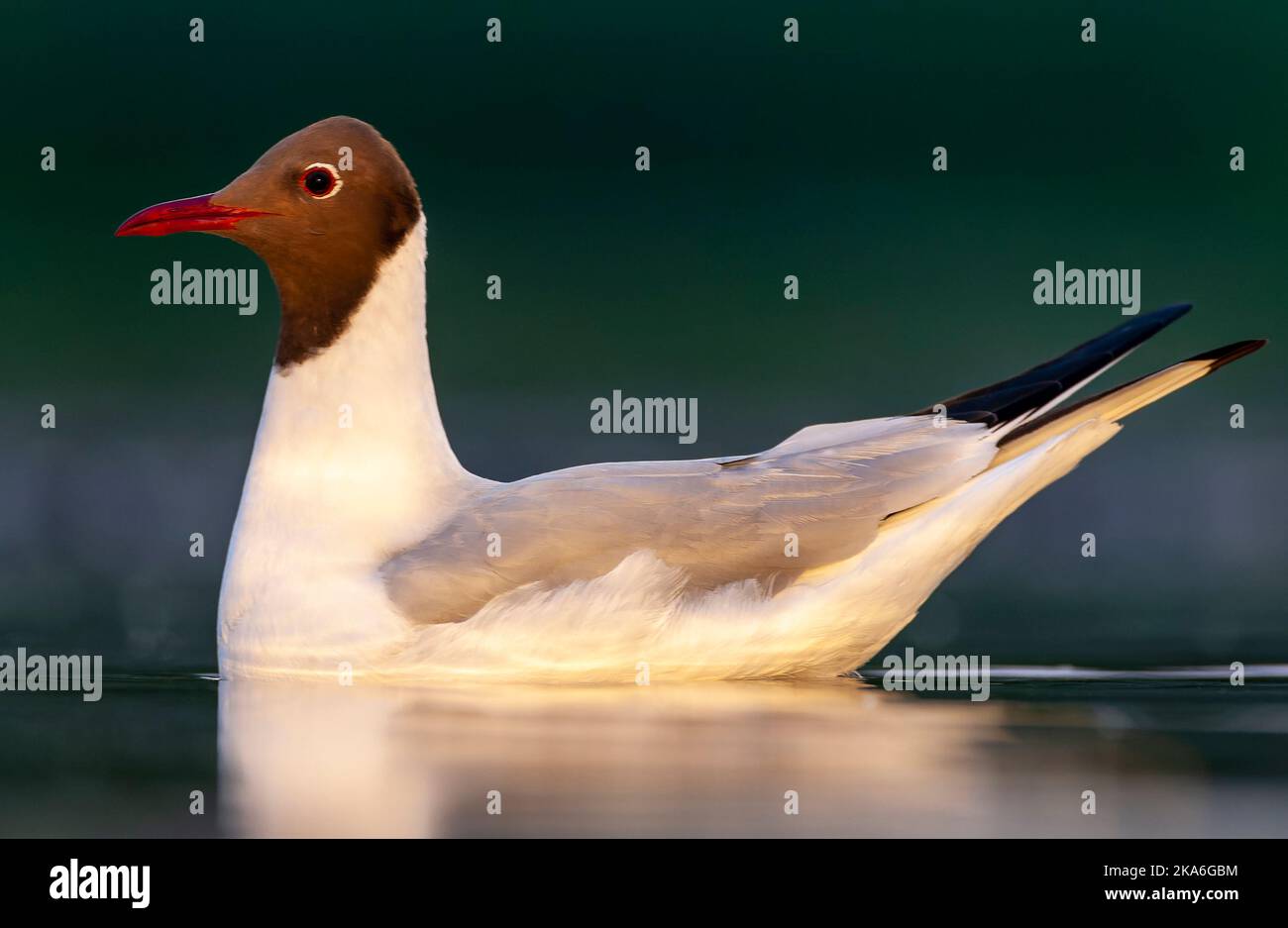 Adult Common Black-headed Gull (Croicocephalus ridibundus) in summer plumage during spring in Hungary. Swimming on a lake. Stock Photo