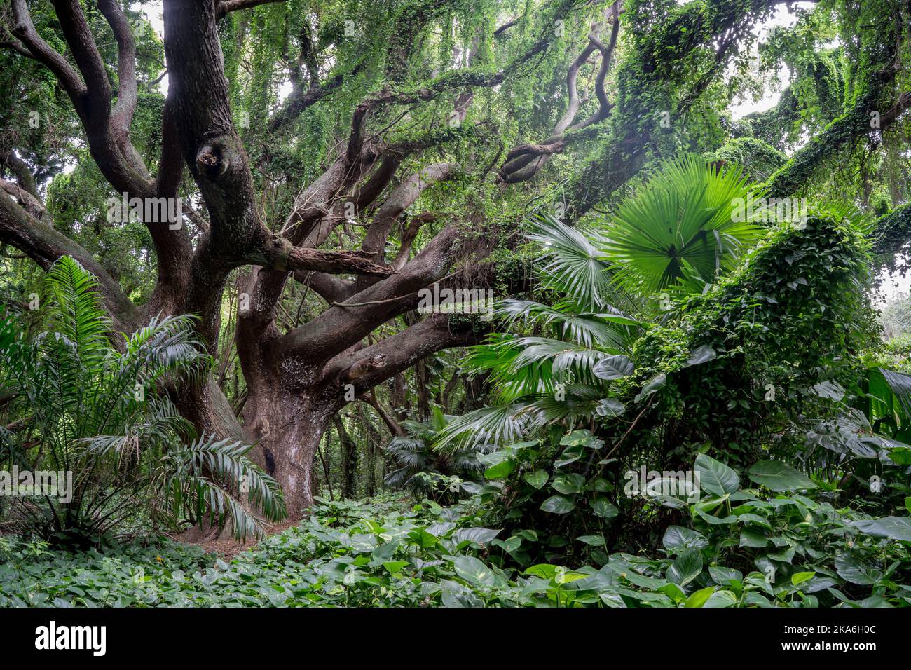 Secret rainforest hike on Maui Hawaii Stock Photo
