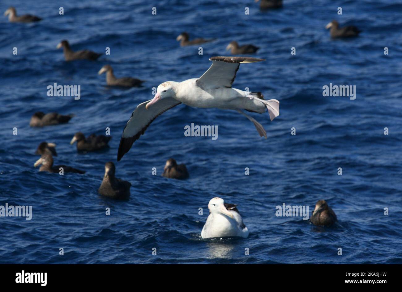 Gough island albatros hi-res stock photography and images - Alamy