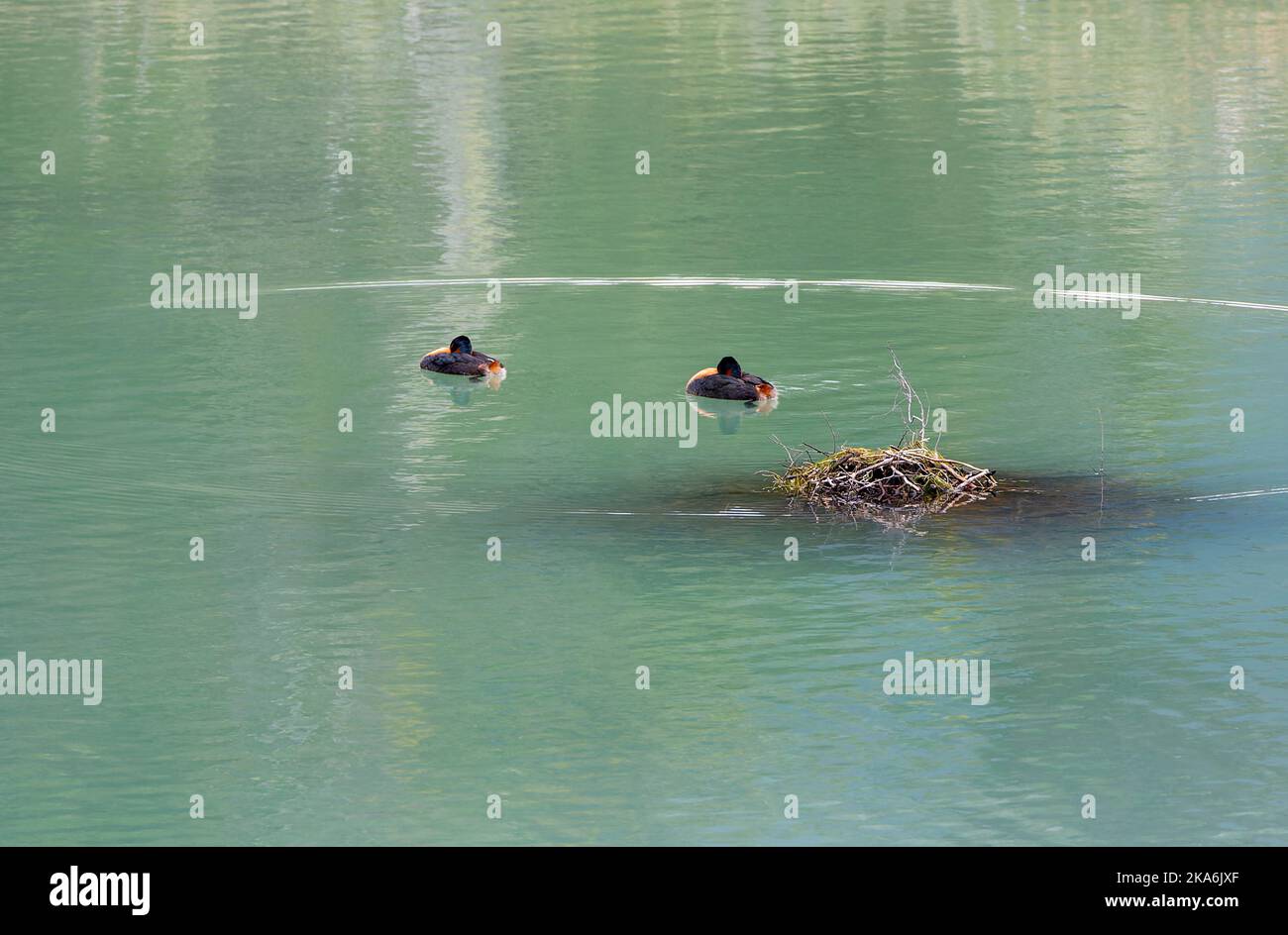 Great grebe (Podiceps major). Pair of grebes swimming near their nest in southern Argentina. Stock Photo