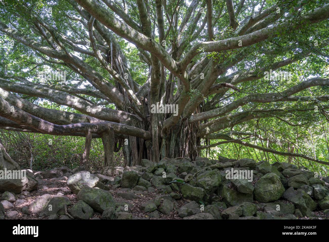 Pipiwai bamboo trail hike on Road to Hana Maui Hawaii Stock Photo Alamy