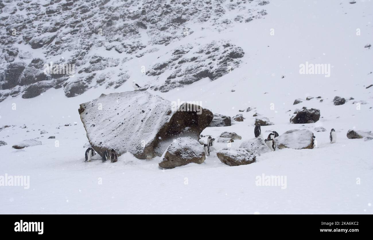 Sneeuw hi-res stock photography and images - Page 5 - Alamy, image size:1300x837