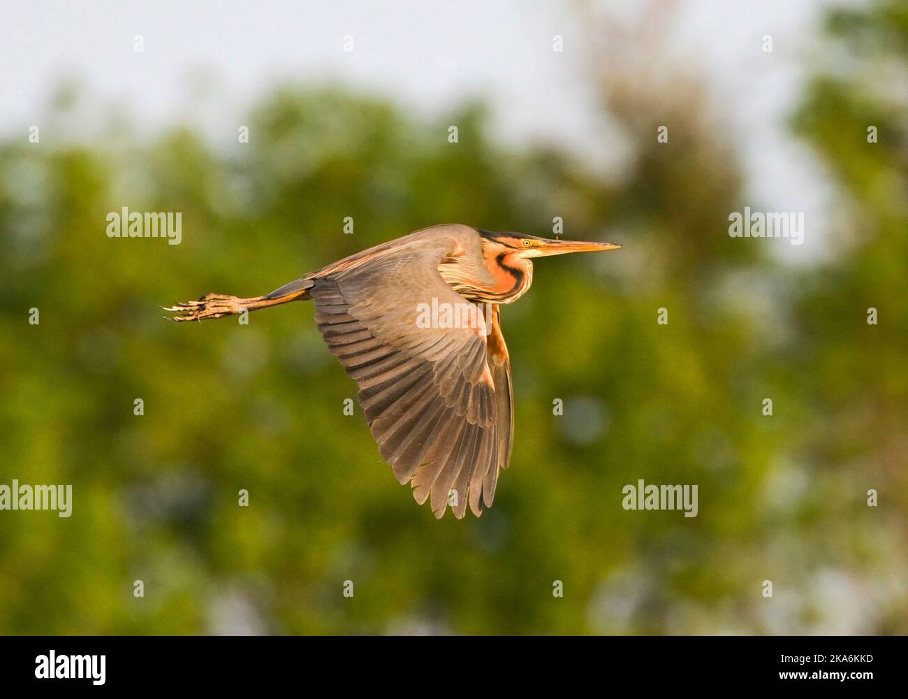 Adulte Purperreiger in de vlucht; Adult Purple Heron in flight Stock Photo
