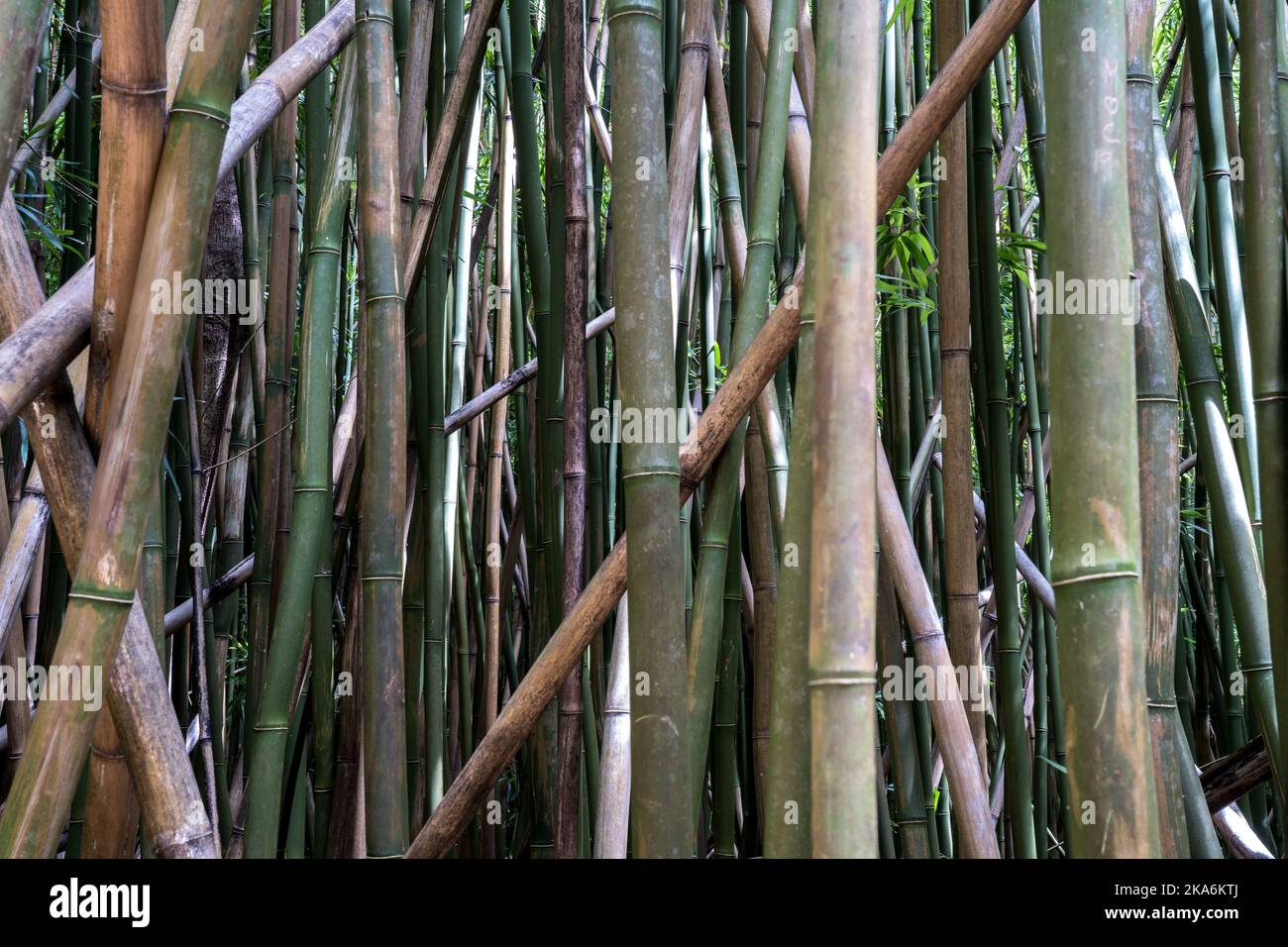 Pipiwai bamboo trail hike on Road to Hana Maui Hawaii Stock Photo Alamy