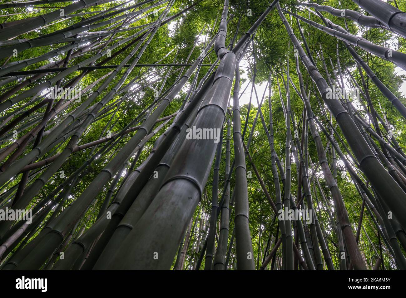 Pipiwai bamboo trail hike on Road to Hana Maui Hawaii Stock Photo - Alamy