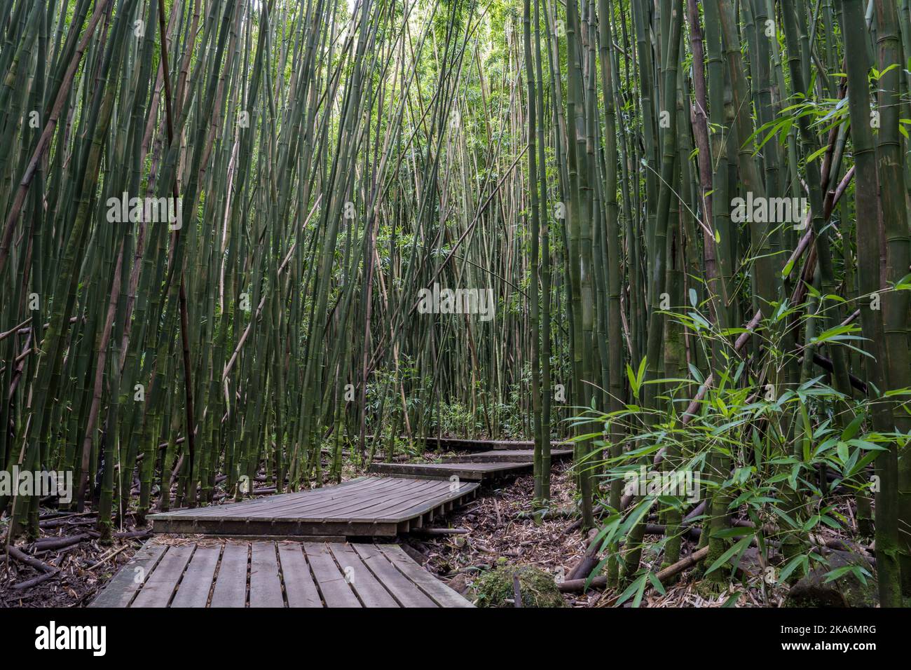 Pipiwai bamboo trail hike on Road to Hana Maui Hawaii Stock Photo Alamy